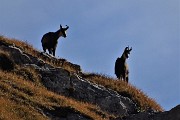 Autunnale in CIMA MENNA (2300 m) da Zorzone ad anello con discesa dal Chignol d’Arale il 25 ott. 2018- FOTOGALLERY